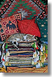 cats, europe, kas, pillows, rugs, sleeping, turkeys, vertical, photograph
