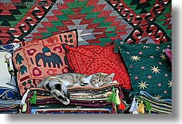 cats, europe, horizontal, kas, pillows, rugs, sleeping, turkeys, photograph