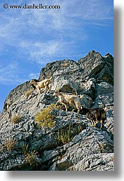 europe, goats, kaunos, mountains, turkeys, vertical, photograph