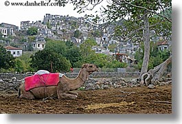 camels, europe, horizontal, kaya koy, turkeys, villages, photograph