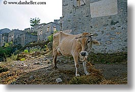 architectural ruins, cows, europe, horizontal, kaya koy, turkeys, photograph