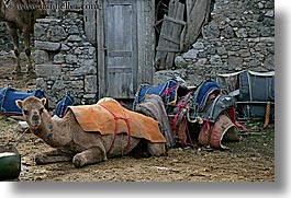 camels, europe, horizontal, kaya koy, lounging, turkeys, photograph