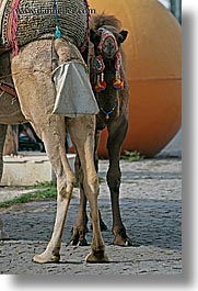 camels, europe, myra, turkeys, vertical, photograph