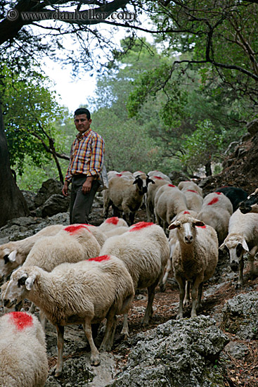 shepherd and sheep. sheep-n-shepherd-2.jpg