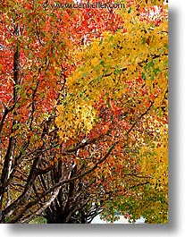 fujipix, fall, horizontal, trees, fall, fujipix, trees, photograph