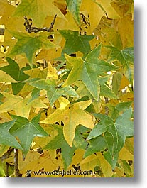 green, leaves, fujipix, horizontal, yellow, green, leaves, fujipix, yellow, photograph