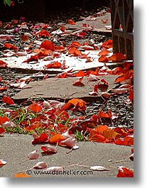leaves, fujipix, red, horizontal, leaves, fujipix, red, photograph