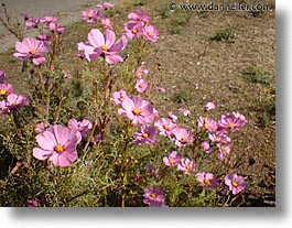 flowers, pink, plants, fujipix, horizontal, flowers, pink, plants, fujipix, photograph