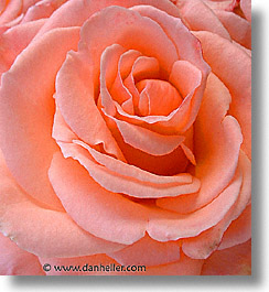 rose, closeup, plants, fujipix, horizontal, closeup, rose, plants, fujipix, photograph