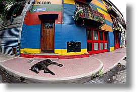 argentina, buenos aires, dogs, doors, fisheye lens, horizontal, la boca, latin america, photograph