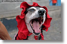 argentina, buenos aires, dogs, horizontal, la boca, latin america, yawn, photograph