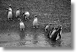 argentina, black and white, horizontal, latin america, penguins, tierra del fuego, photograph
