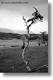 argentina, black and white, branches, latin america, skulls, tierra del fuego, vertical, photograph