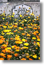 chile, daisies, graves, graveyard, latin america, punta arenas, vertical, photograph