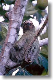 animals, costa rica, latin america, sloth, vertical, photograph