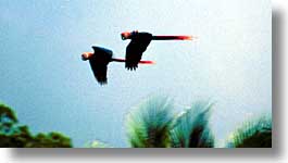 birds, costa rica, horizontal, latin america, photograph