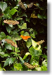 butterflies, costa rica, latin america, vertical, photograph