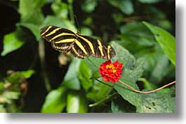 butterflies, costa rica, horizontal, latin america, photograph
