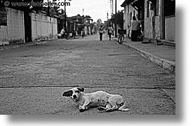 black and white, caribbean, cats, cuba, dogs, havana, horizontal, island nation, islands, latin america, laying, roads, south america, photograph