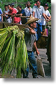caribbean, cuba, farmers, havana, island nation, islands, latin america, men, people, south america, sugarcane, vertical, photograph