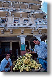 bananas, caribbean, cuba, havana, island nation, islands, latin america, picking, south america, vedado, vertical, photograph