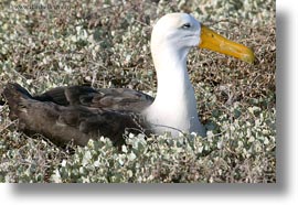 albatross, birds, ecuador, equator, galapagos islands, horizontal, latin america, photograph