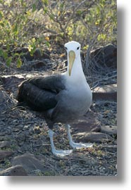albatross, birds, ecuador, equator, galapagos islands, latin america, vertical, photograph