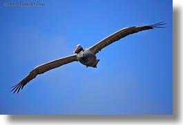 birds, brown pelican, browns, ecuador, equator, flying, galapagos islands, horizontal, latin america, pelicans, photograph