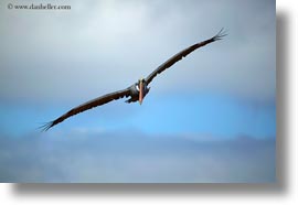 birds, brown pelican, browns, ecuador, equator, flying, galapagos islands, horizontal, latin america, pelicans, photograph