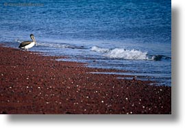 birds, brown pelican, browns, ecuador, equator, galapagos islands, horizontal, latin america, pelicans, standing, photograph