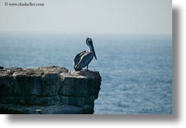 birds, brown pelican, browns, ecuador, equator, galapagos islands, horizontal, latin america, pelicans, standing, photograph