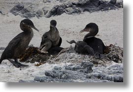 birds, cormorants, ecuador, equator, flightless, flightless cormorant, galapagos islands, horizontal, latin america, photograph