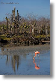 birds, ecuador, equator, flamingo, galapagos islands, greater, greater flamingo, latin america, vertical, photograph