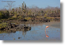 birds, ecuador, equator, flamingo, galapagos islands, greater, greater flamingo, horizontal, latin america, photograph