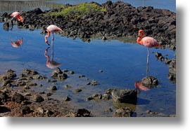 birds, ecuador, equator, flamingo, galapagos islands, greater, greater flamingo, horizontal, latin america, photograph