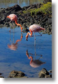 birds, ecuador, equator, flamingo, galapagos islands, greater, greater flamingo, latin america, vertical, photograph