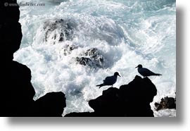 birds, ecuador, equator, galapagos islands, gull, horizontal, latin america, silhouettes, swallow, tailed, tailed gull, photograph