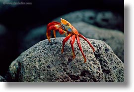 crabs, ecuador, equator, galapagos islands, horizontal, latin america, sally lightfoot, photograph