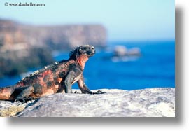 colorful, ecuador, equator, galapagos islands, horizontal, iguanas, latin america, marine, marine iguana, photograph