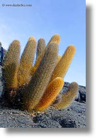 cactus, ecuador, equator, galapagos islands, latin america, lava, lava cactus, plants, vertical, photograph