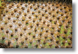 cactus, ecuador, equator, galapagos islands, horizontal, latin america, miscellaneous, opuntia, plants, photograph