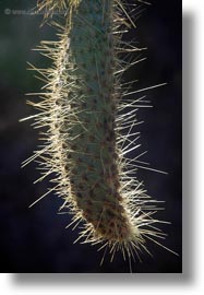 cactus, ecuador, equator, galapagos islands, latin america, miscellaneous, opuntia, plants, vertical, photograph