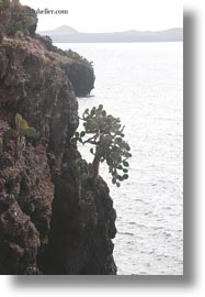 cactus, cliffs, ecuador, equator, galapagos islands, latin america, ocean, plants, prickly pear cactus, vertical, photograph