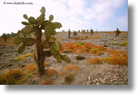 ecuador, equator, galapagos islands, horizontal, latin america, pears, plants, prickly, prickly pear cactus, photograph