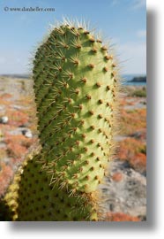 ecuador, equator, galapagos islands, latin america, pears, plants, prickly, prickly pear cactus, vertical, photograph