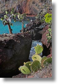 cactus, ecuador, equator, galapagos islands, latin america, pears, plants, prickly, prickly pear cactus, rabida, vertical, photograph