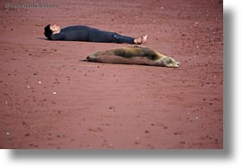 dave, down, ecuador, equator, galapagos islands, horizontal, latin america, lying, sea lions, sea lions and people, photograph