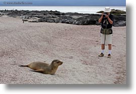 ecuador, equator, galapagos islands, horizontal, latin america, photographing, sea lions, sea lions and people, photograph