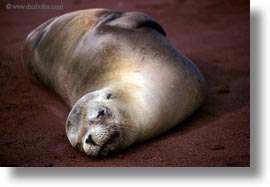 ecuador, equator, galapagos islands, horizontal, latin america, sea lions, sleeping, sleeping sea lions, photograph