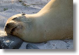 ecuador, equator, galapagos islands, horizontal, latin america, sea lions, sleeping, sleeping sea lions, photograph